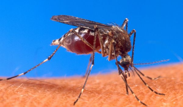 close up of a mosquito on skin