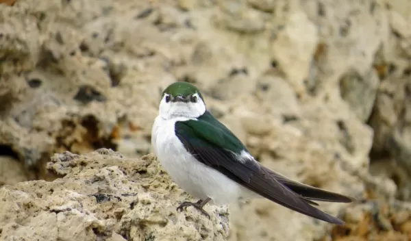 violet-green swallow