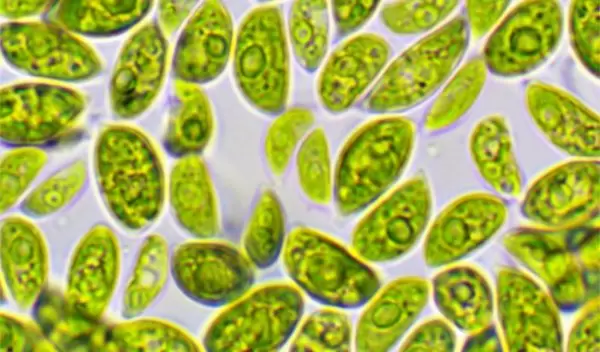Acutodesmus deserticola, a desert-derived green algae