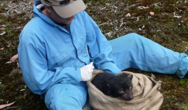Scientist Andrew Storfer checks a Tasmanian devil for signs of devil tumor facial disease.