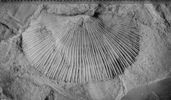 One of the brachiopods -- Floweria chemungensis -- collected as part of this study