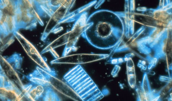 Diatoms through the microscope.