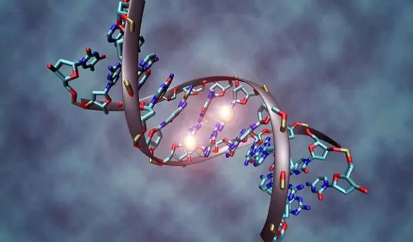 DNA molecule that is methylated on both strands