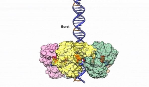 viral DNA-packaging motor