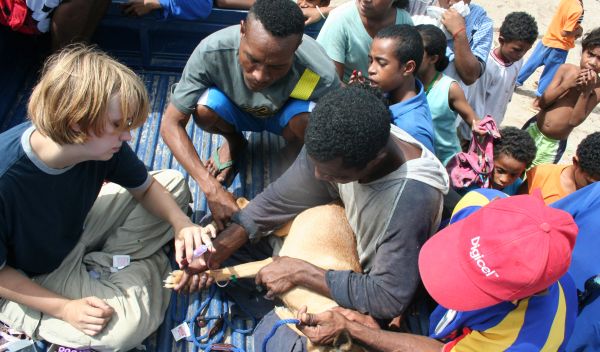 Photo of a dog's blood being take in the back of a pick-up truck mobbed by interested Papuans.