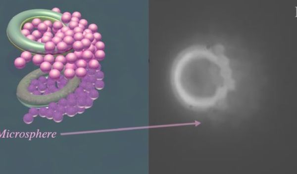 model of a pair of microtori picking up particles (left); actual microtori picking up particles when a magnetic field is applied, right