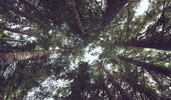Douglas firs