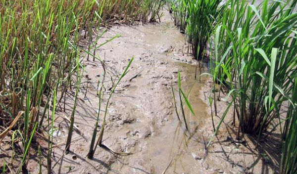 Drought can have a lasting impact on microbes that live in the roots of rice plants.