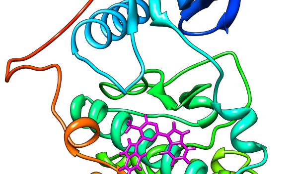 Computer prediction of a novel inhibitor binding to the JNK substrate docking site on a protein.