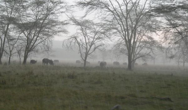 Lake Nakuru, Kenya