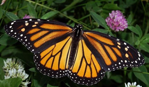 Why is the eastern monarch butterfly disappearing? Researchers are on the case.
