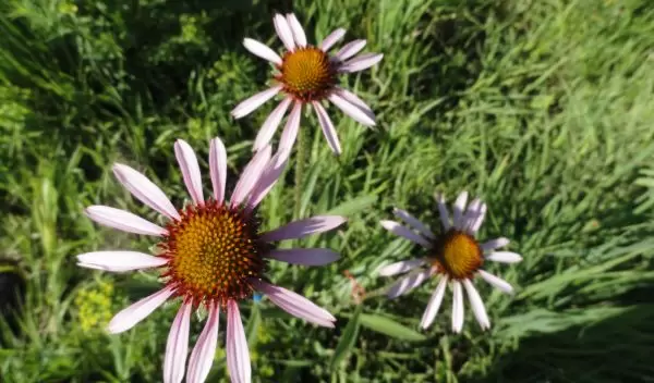 Echinacea angustifolia flowers