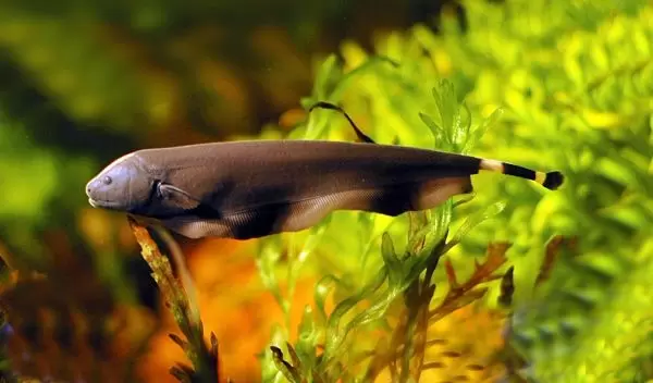 electric ghost knifefish from South America