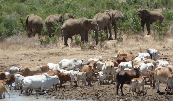 elephants and cattle in Africa