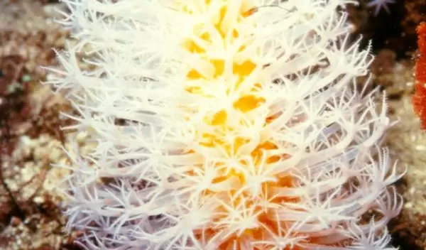 Eleutherobia species of coral