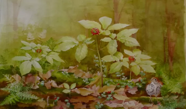 Painting of the herb American ginseng