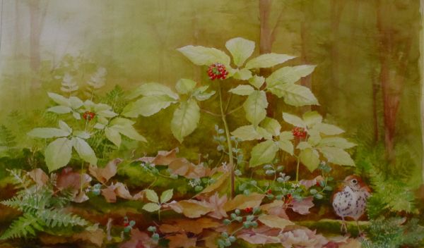 Painting of the herb American ginseng