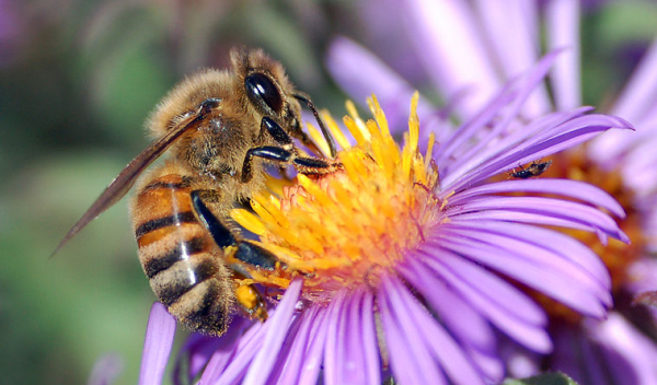 a European honey bee