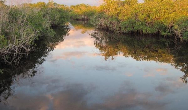 Everglades