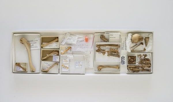 bird species fossil bones