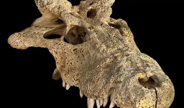 skull of the extinct horned crocodile