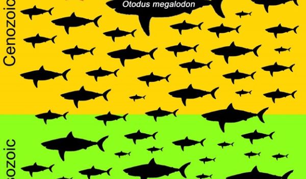 maximum sizes of non-planktivorous sharks in the Lamniformes