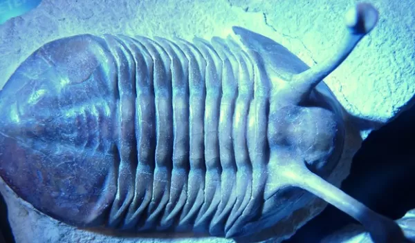 A trilobite fossil from the Ordovician period, from about 485 million to 443 million years ago.