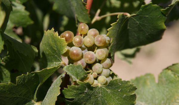 grapes on a vine