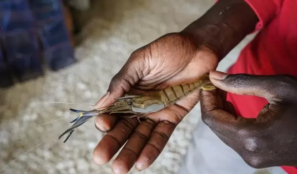 a Macrobrachium river prawn