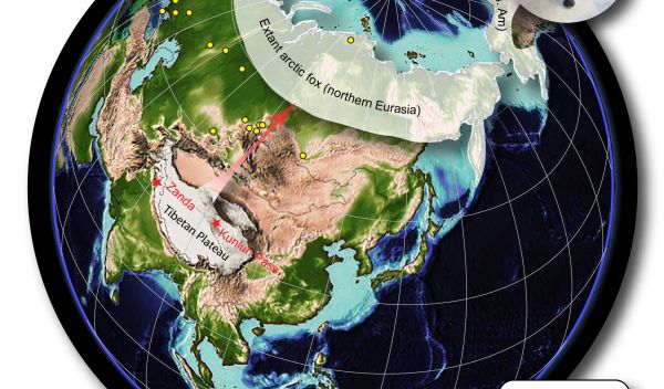 globe map showing Pliocene Tibetan fox localities, Ice Age arctic fox  and today's arctic fox.