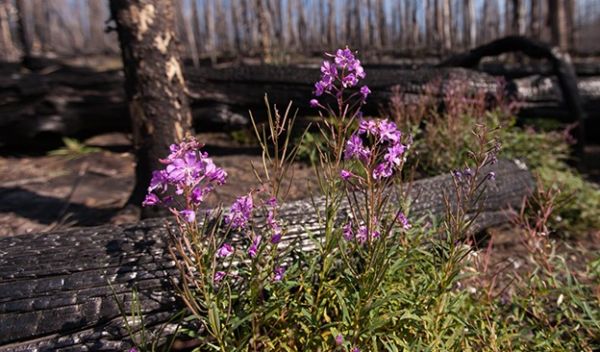 Fireweed (Chamerion angustifolium) blooms in Yellowstone National Park