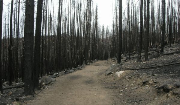 Photo showing area one year after the 2006 Tripod Complex fires in northern Washington.