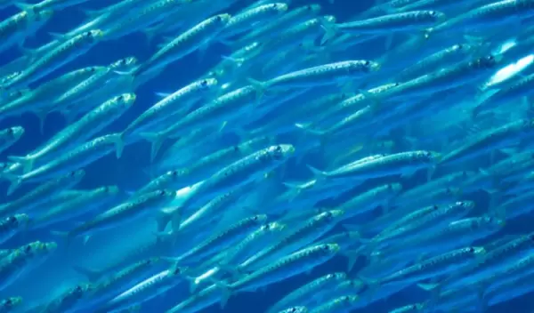 school of fish in the ocean