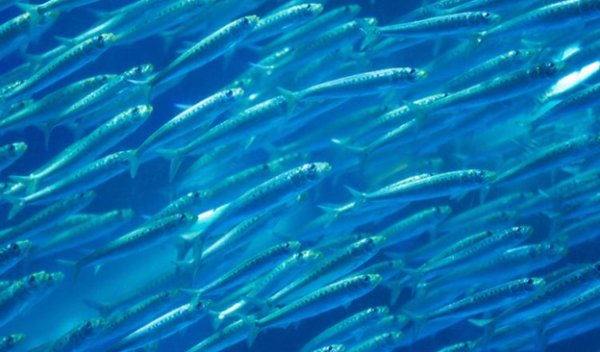 school of fish in the ocean