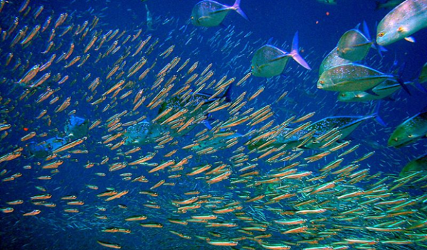 school of fish in the ocean
