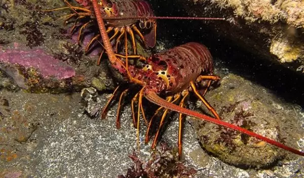 spiny lobster