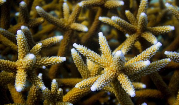 Staghorn coral's prospects for building reefs farther north will be severely limited by cold fronts.