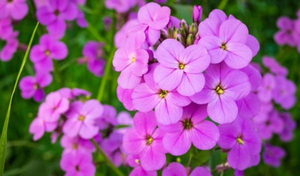flower color changes
