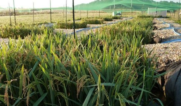 Rice Investigation, Communication and Education (RICE)