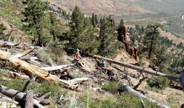 researchers conducted fieldwork in the eastern Sierra Nevada Mountains