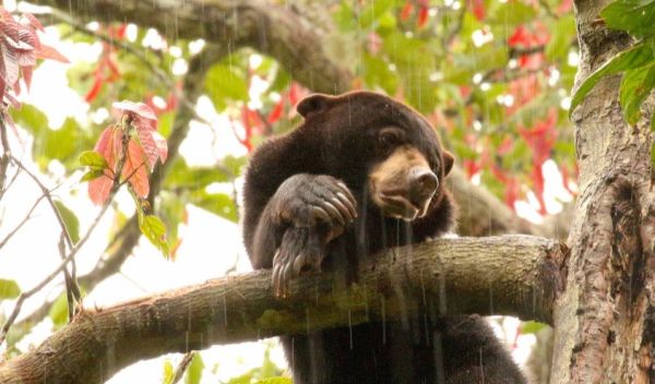 Sun bear