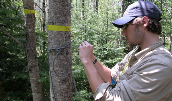 Photo of Michael Loranty wiring one of many sap flow sensors in the aspen stand.
