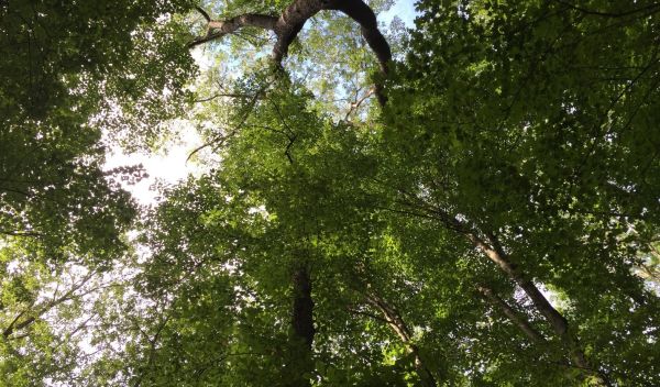 forest trees