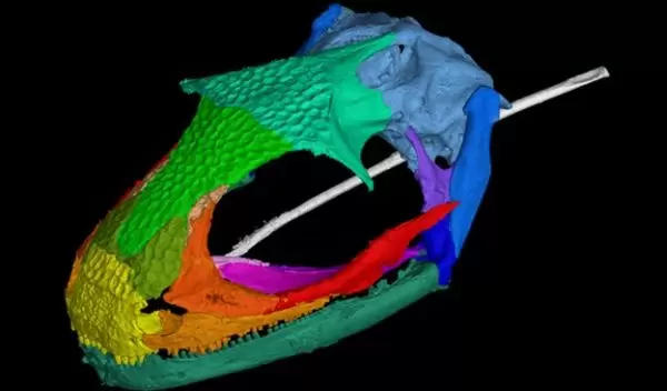 CT image showing an adult albanerpetontid skull