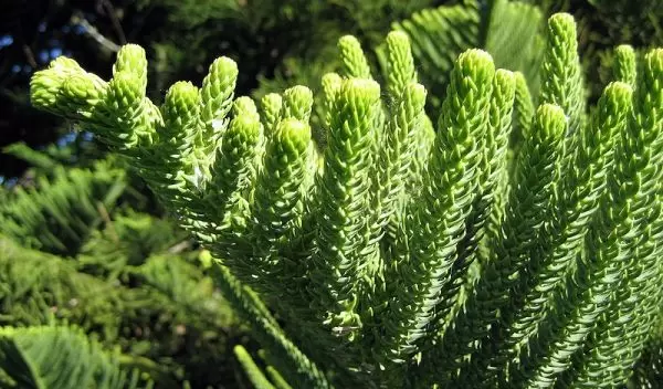 Araucaria heterophylla