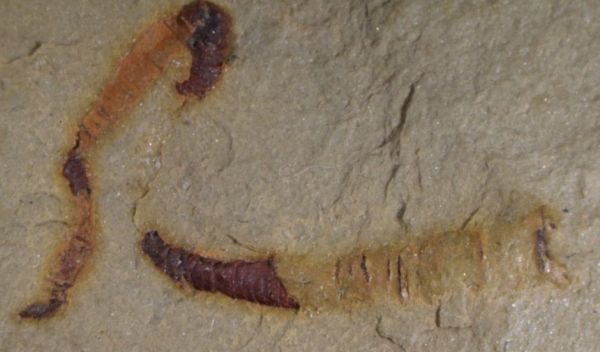 a fossilized cloudinomorph