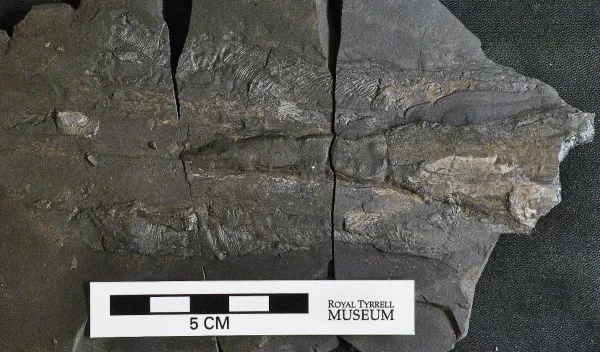 a fossilized mantle of a vampyropod