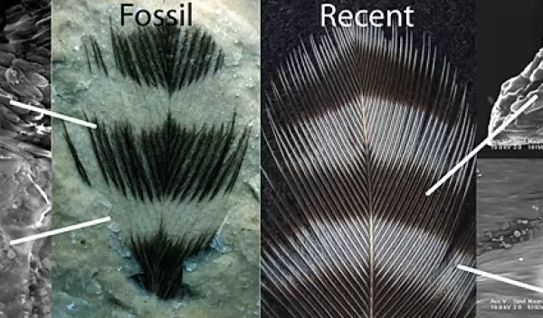 Striped fossil feather and recent woodpecker feather show melanosomes in dark, but not light, areas.