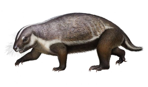 reconstruction of Adalatherium