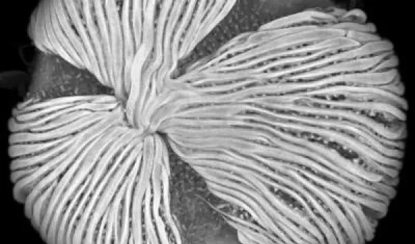 the external morphology of a pollen grain